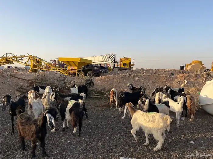 ماعز حليب شرط 2