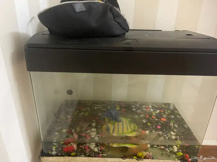 حوض سمك 0