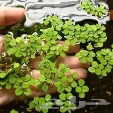 نبات حوض السمك 21