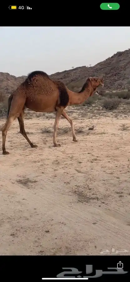 للبيع ناقه لقحه 16