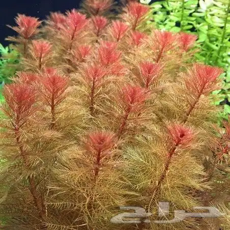 نبات حوض السمك 7