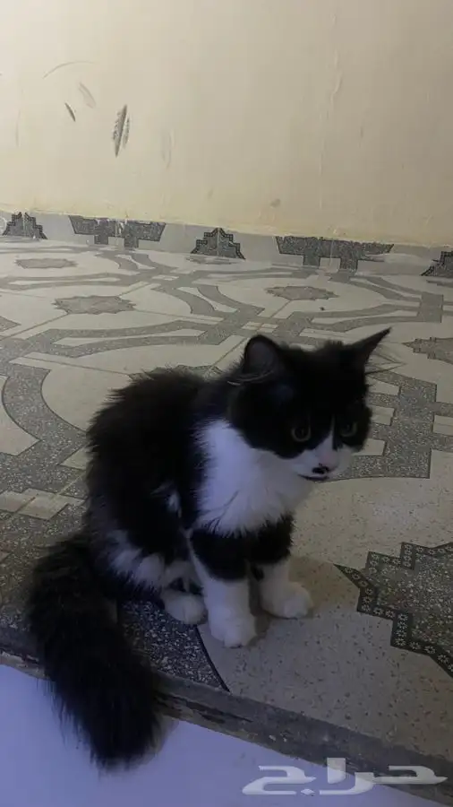 قطة شيرازيه 0