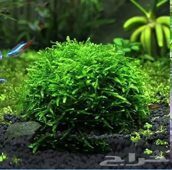 نبات حوض السمك 10
