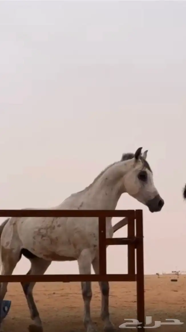 خيل للبيع مع أورقه 1