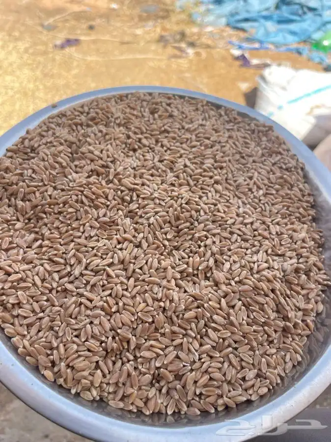 عيش معيه شرط بدون كيماوي ولا مبيد 0