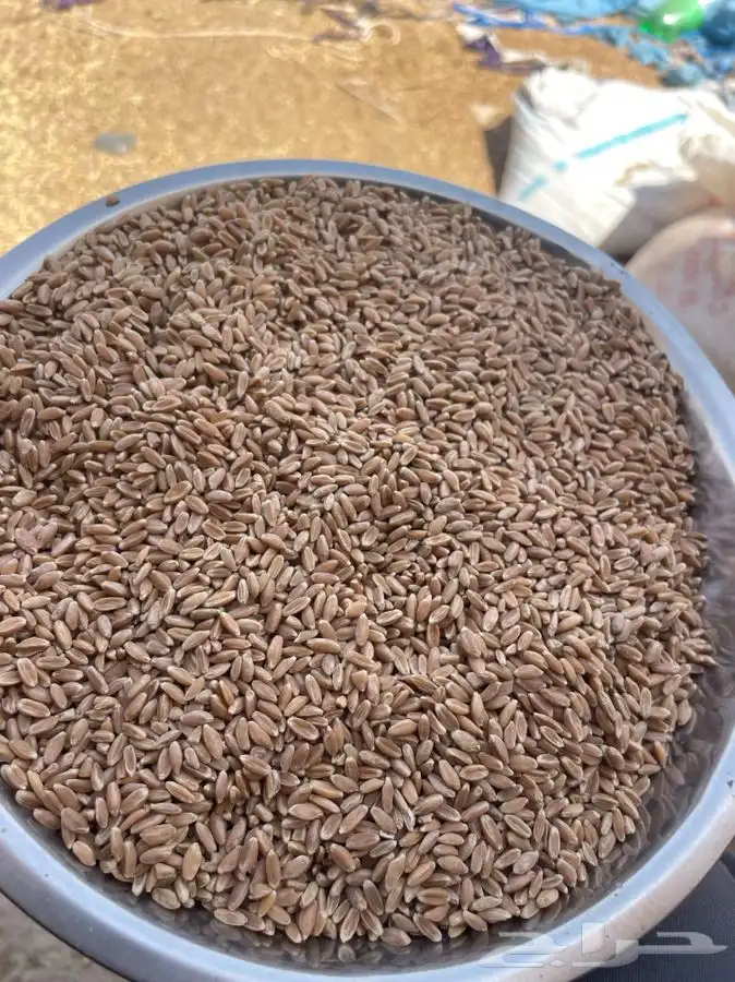 عيش معيه شرط بدون كيماوي ولا مبيد 3