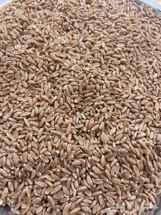 عيش معيه شرط بدون كيماوي ولا مبيد 1