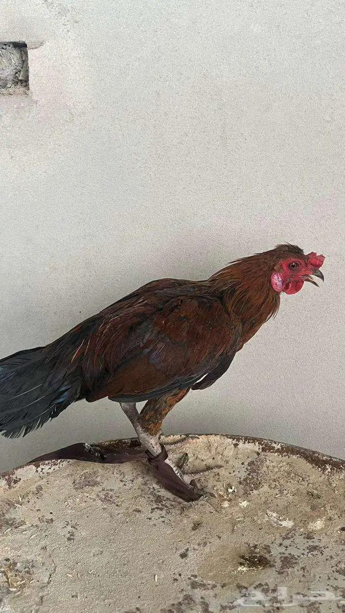 للبيع عدد 2 ديك بلدي 0