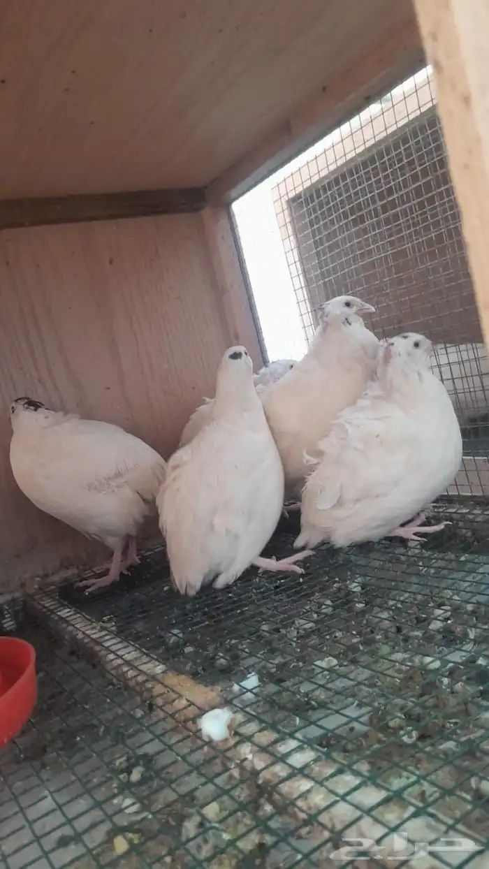 بيض مخصب سمان تكساس 0