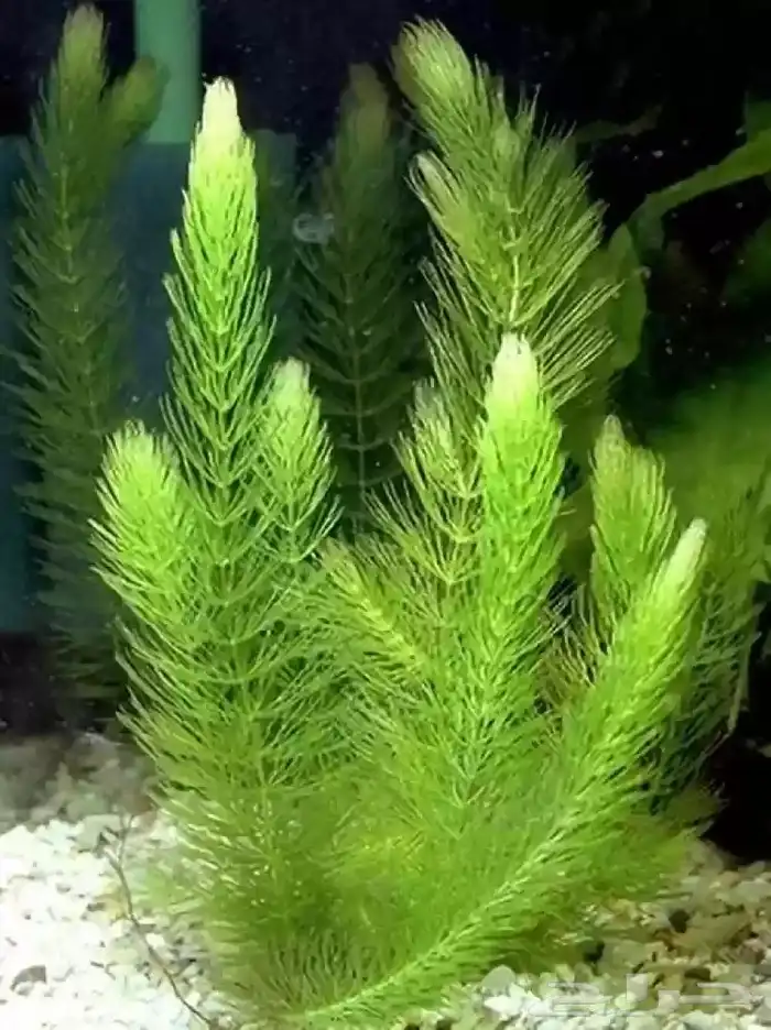 نبات حوض السمك 13