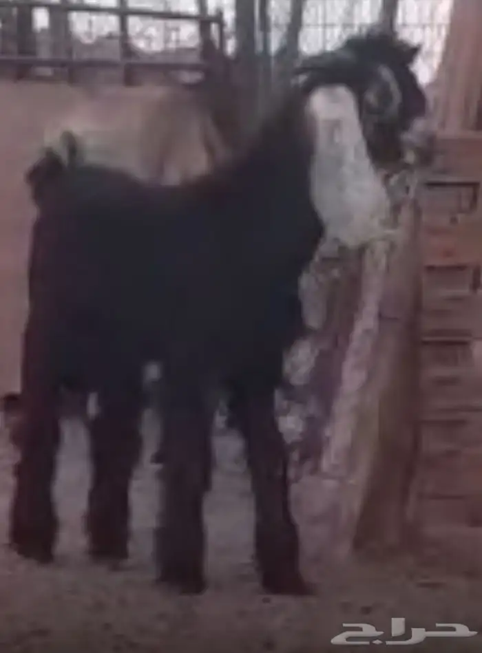 مشروع فحل عارضي خصم 2