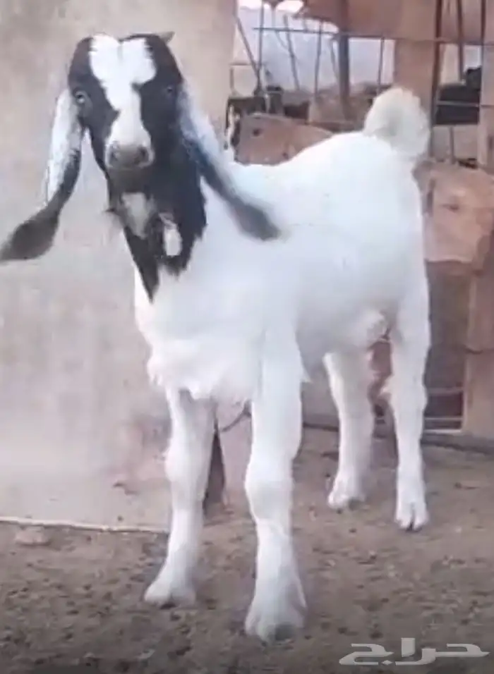 مشروع فحل بورقيت 3