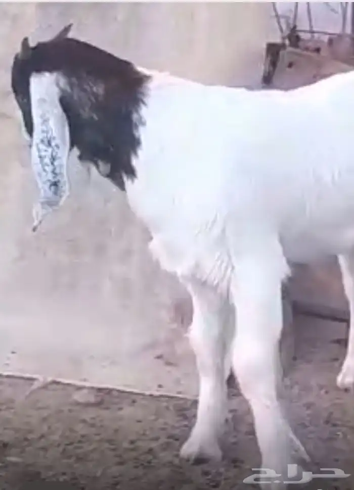 مشروع فحل بورقيت 6