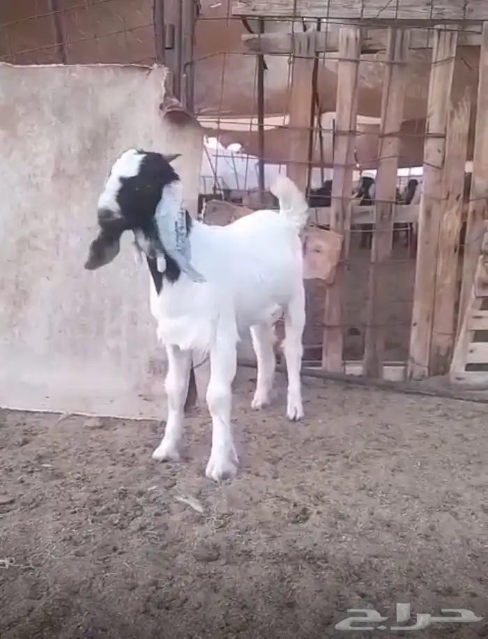 مشروع فحل بورقيت 4