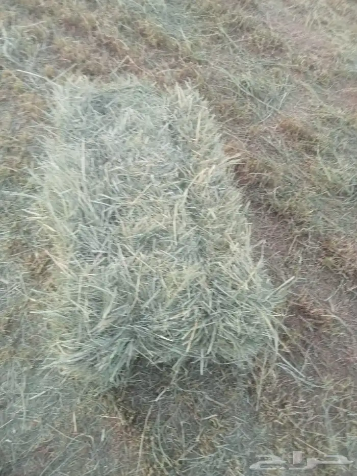 علف بلوبنك 5
