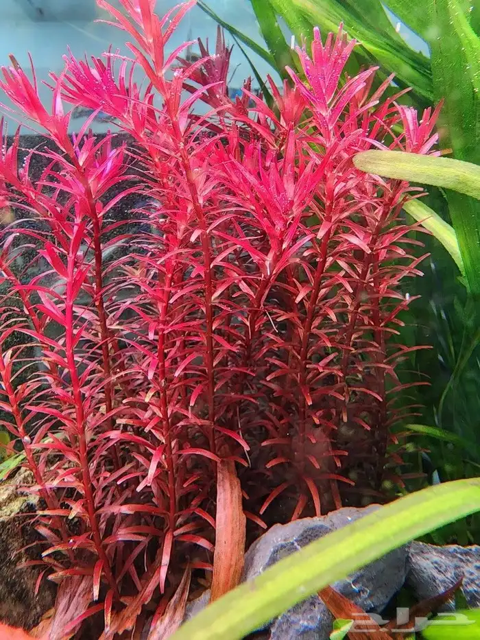 نبات حوض السمك 3