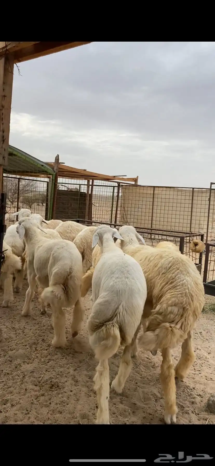 حريات وسواكنيات الطايف مرابي على الشعير والبرسيم 2