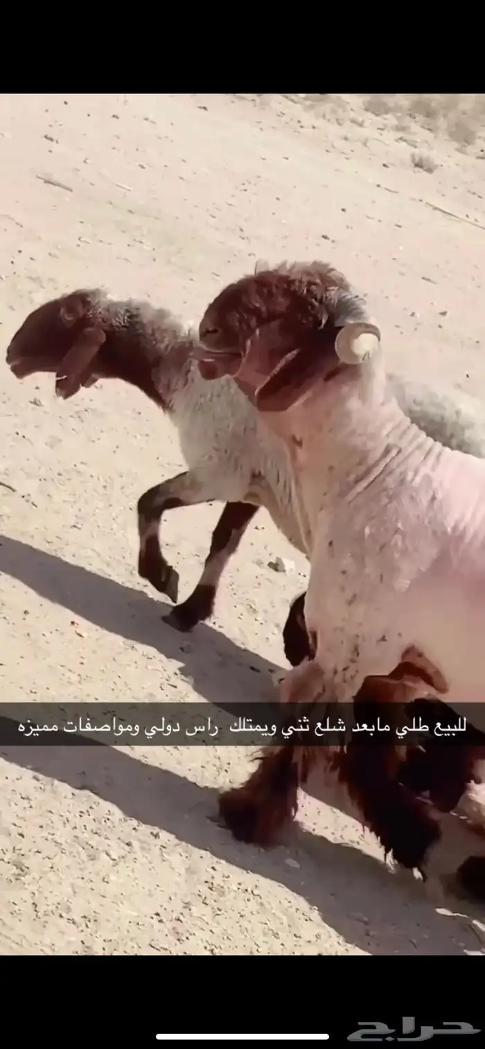 خروف صنف ومعرف 0