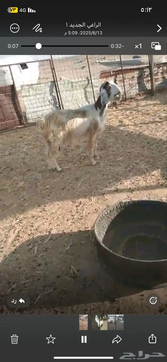 عنز للبيع 0