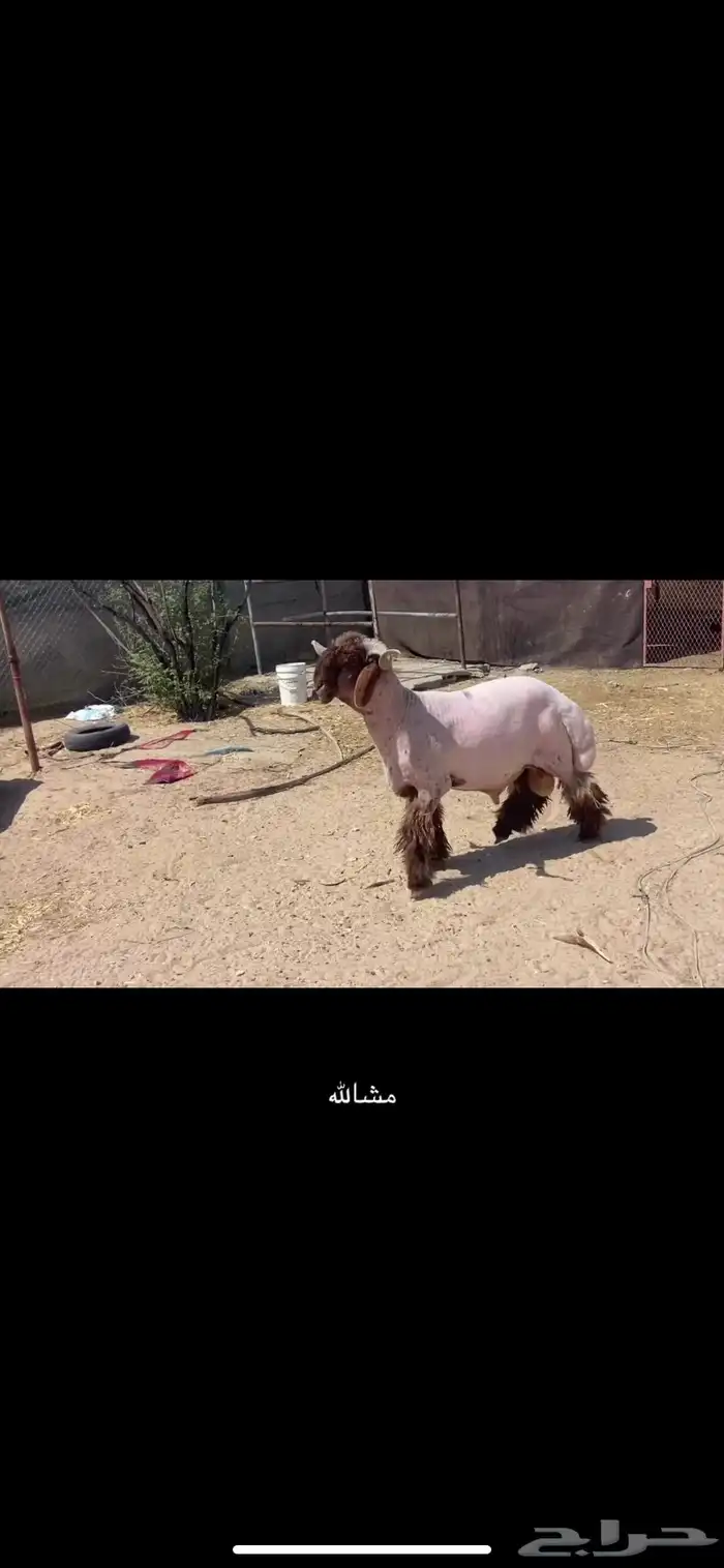 خروف صنف ومعرف 6