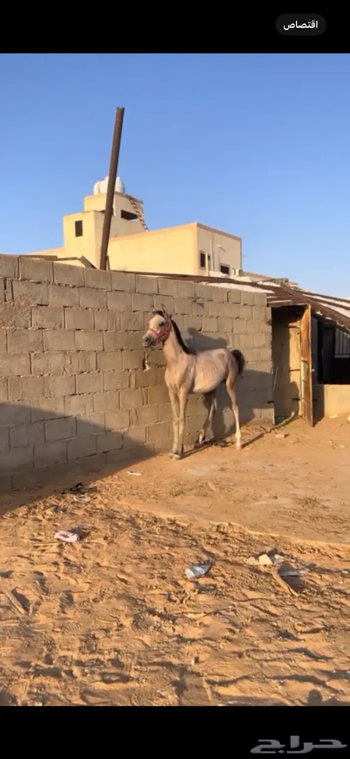 للبيع مهر  . 1
