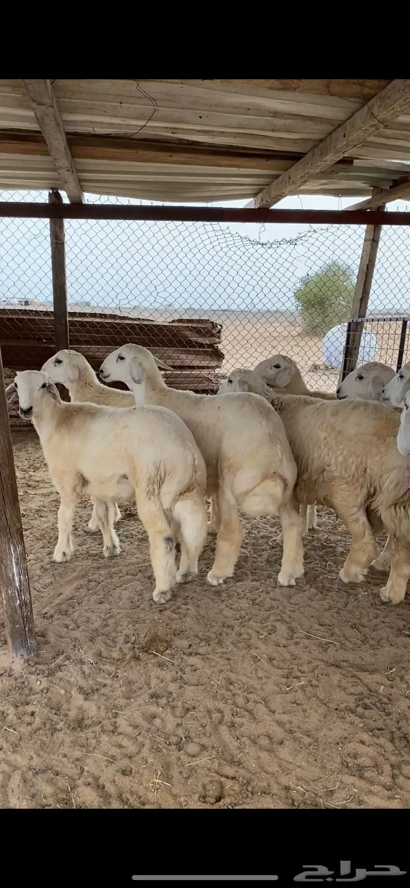 حريات وسواكنيات الطايف مرابي على الشعير والبرسيم 1