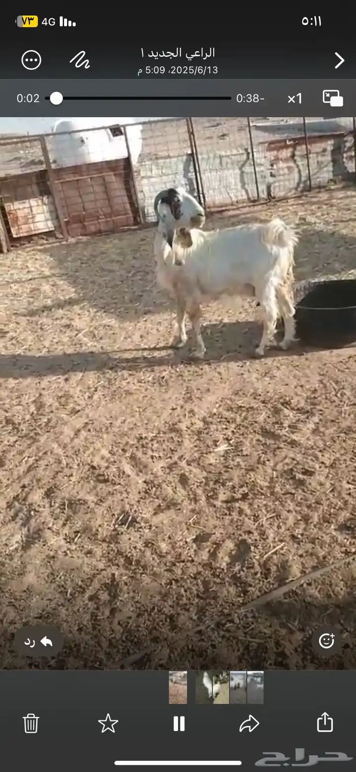 عنز للبيع 2
