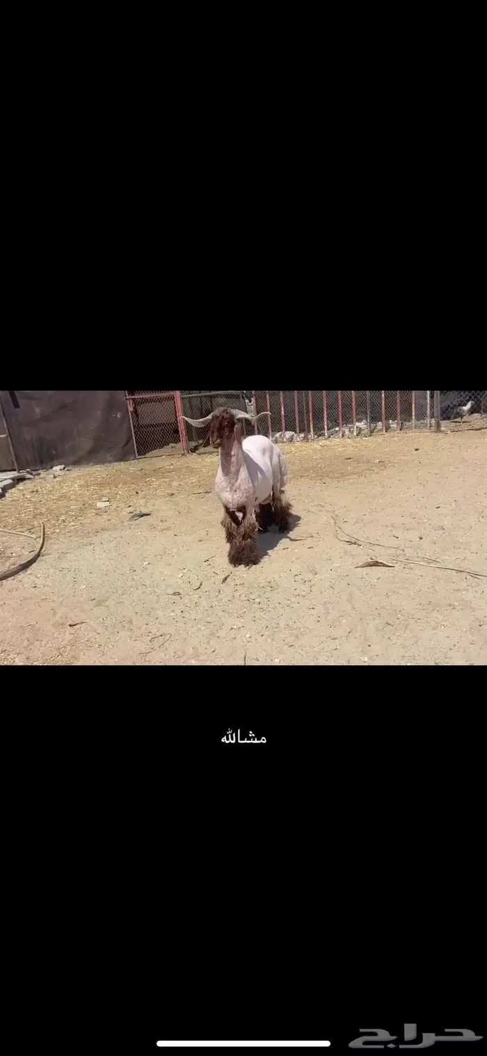 خروف صنف ومعرف 5