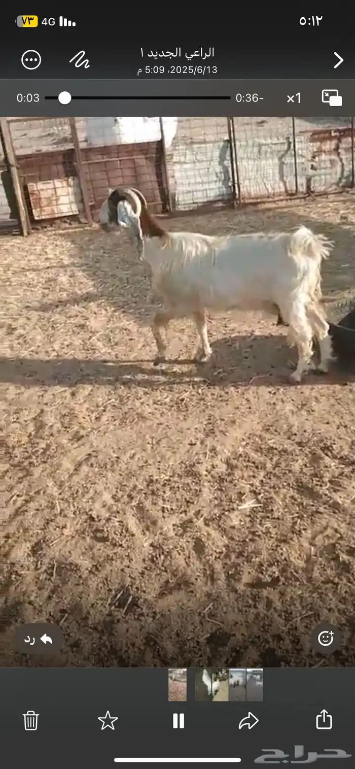 عنز للبيع 1