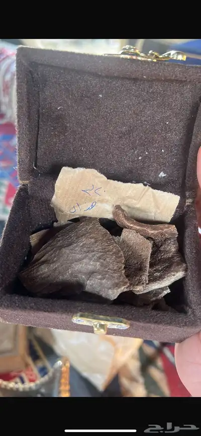 عود طبيعي 0