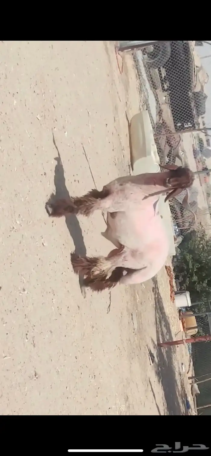 خروف صنف ومعرف 8