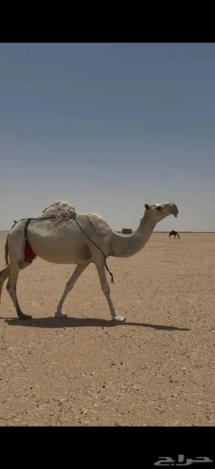 لقحه وضحا كفو 2