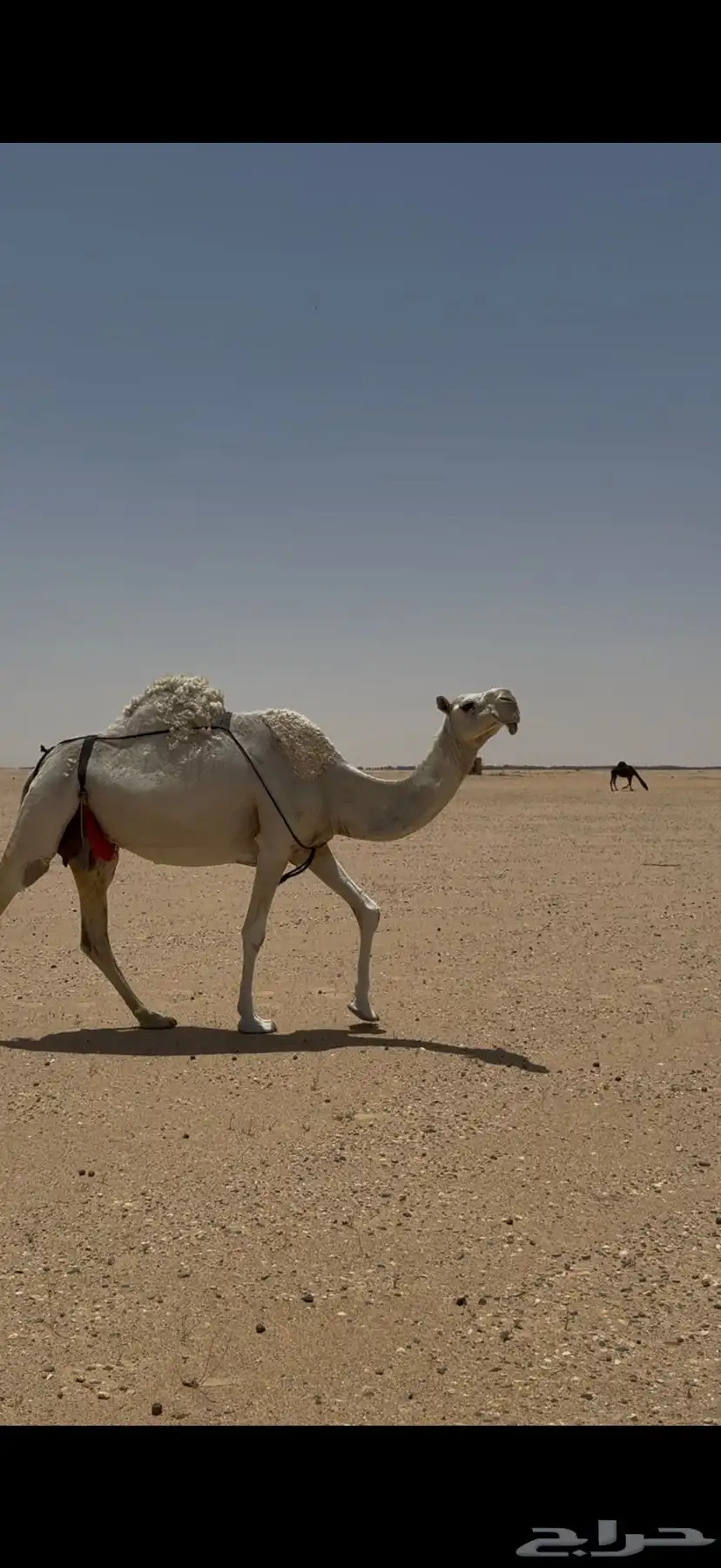 لقحه وضحا كفو 3