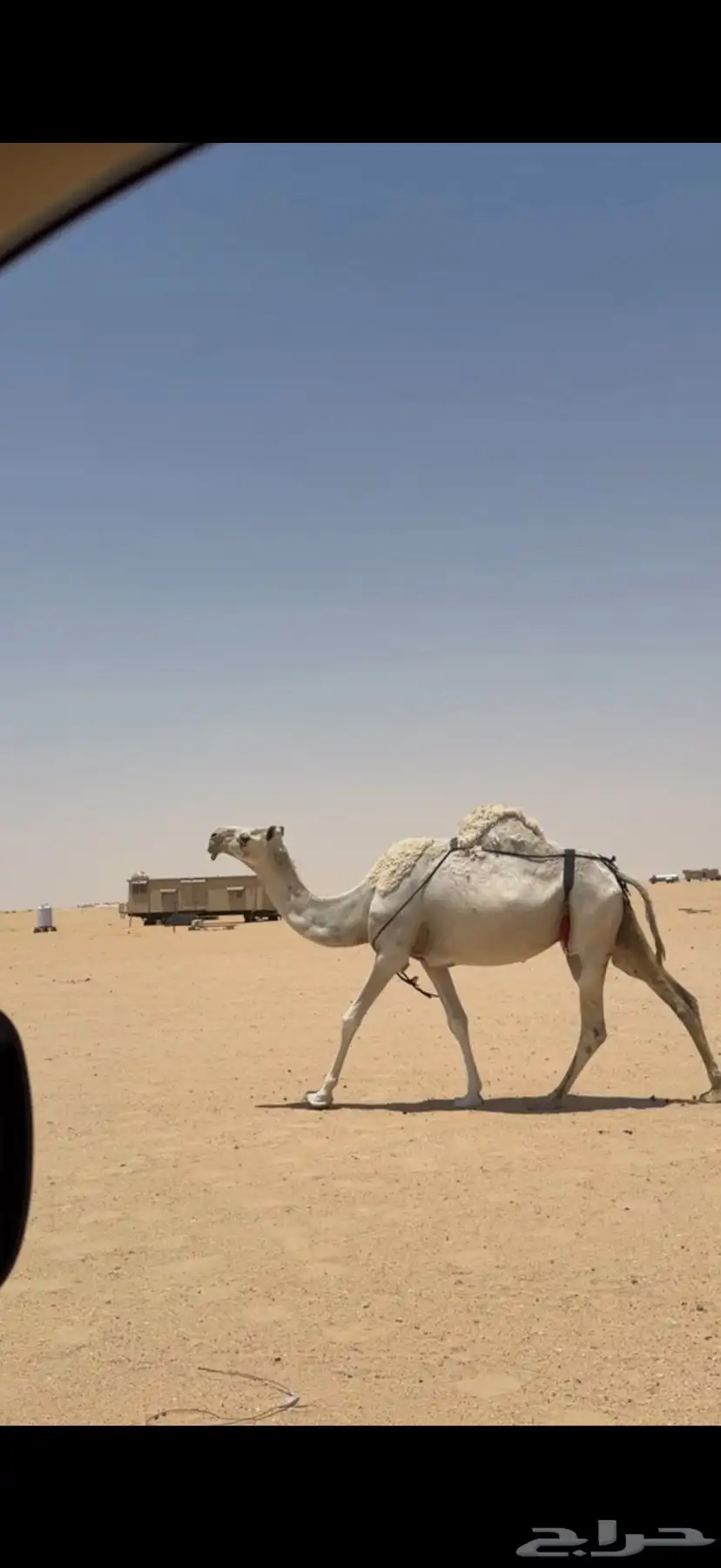 لقحه وضحا كفو 1