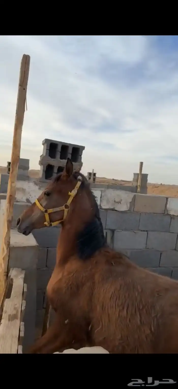 مهر 0