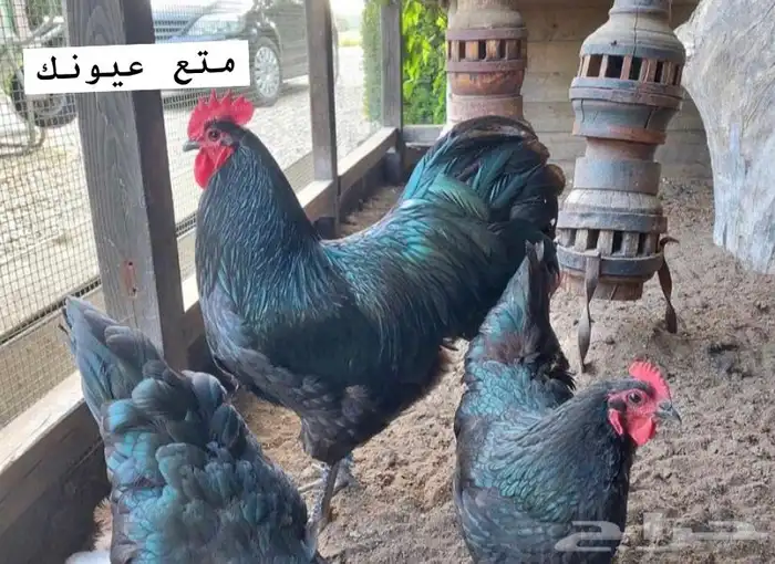 فروخ دجاج الاسترالوب 0