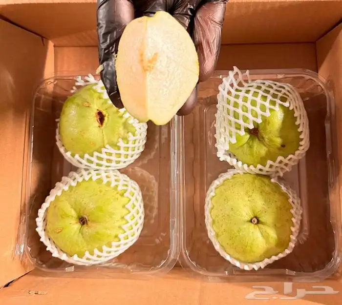 فواكه بجميع انواعها 3