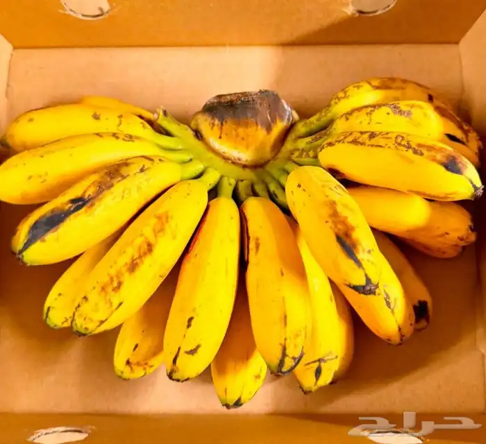 فواكه بجميع انواعها 6