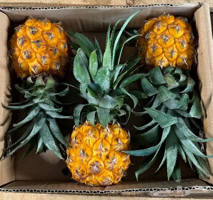 فواكه بجميع انواعها 2