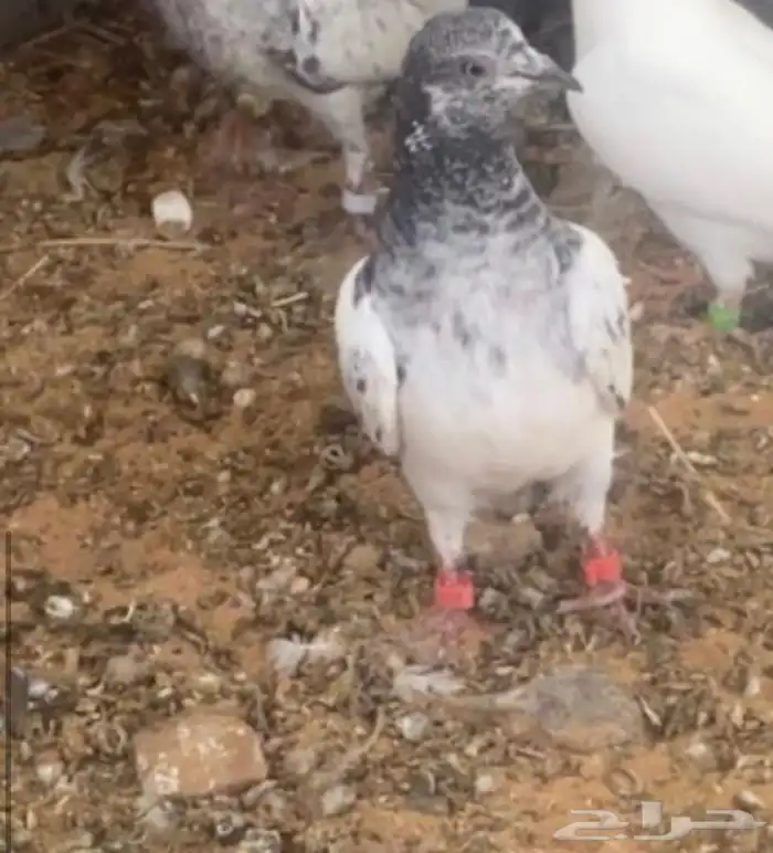 سلام عليكم للبيع طبات بكستاني شرط اطيران مجربات وشرط اصحه 4