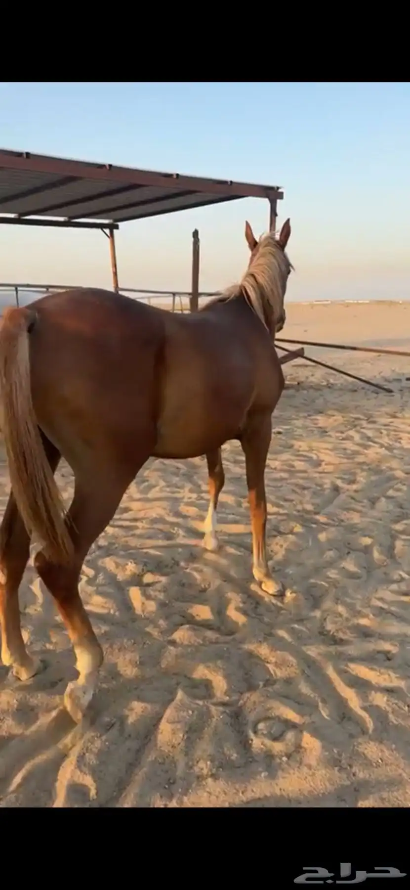 مهره عمرها 3سنوات معسوفه 1