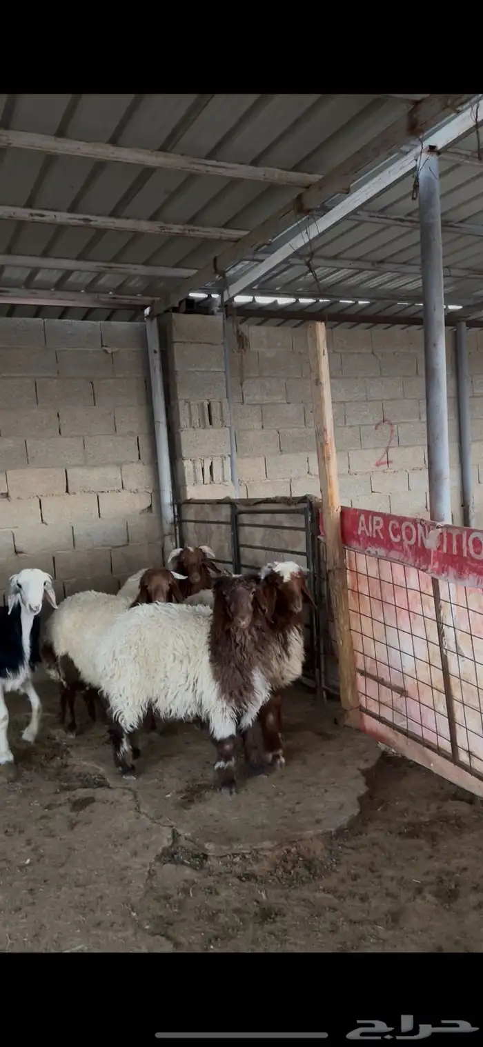 ذبايح نعيمي ونجدي وسواكني الخرج 3