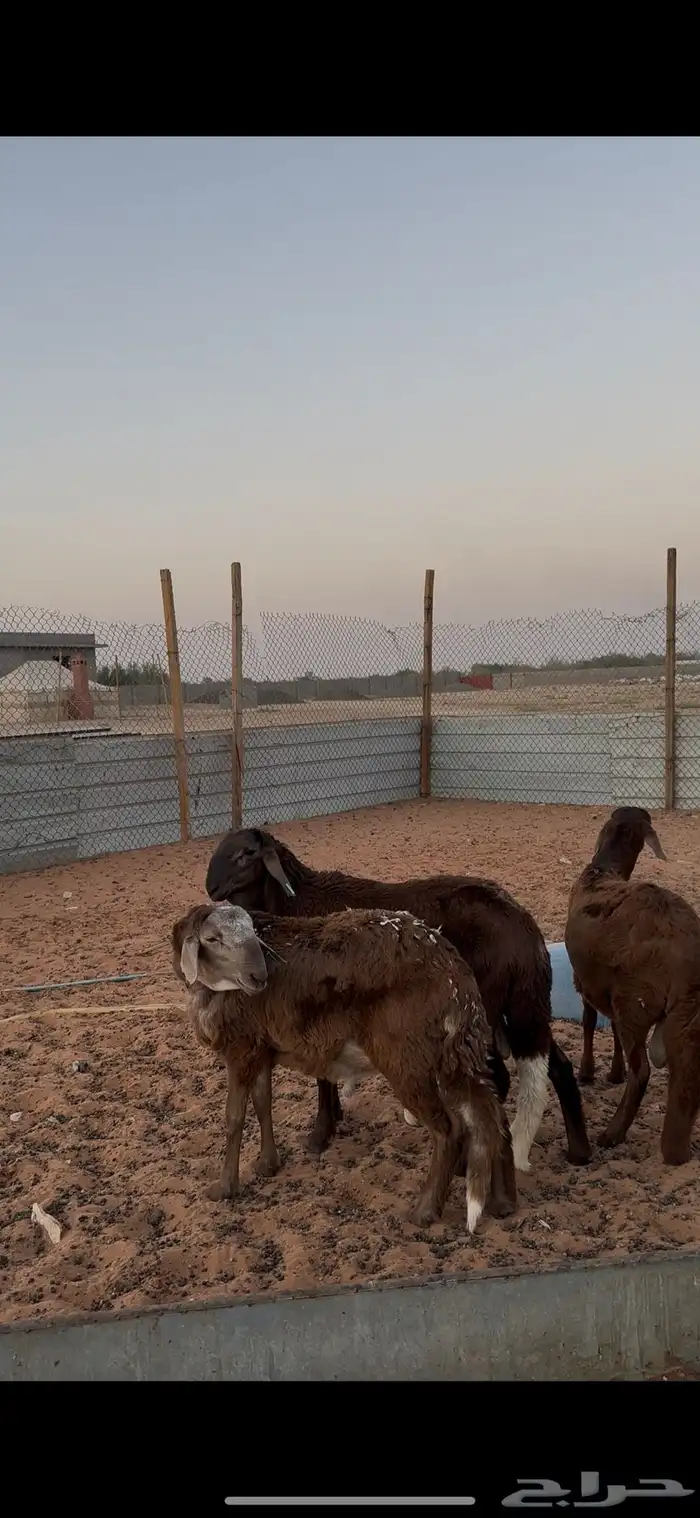 ذبايح نعيمي ونجدي وسواكني الخرج 6
