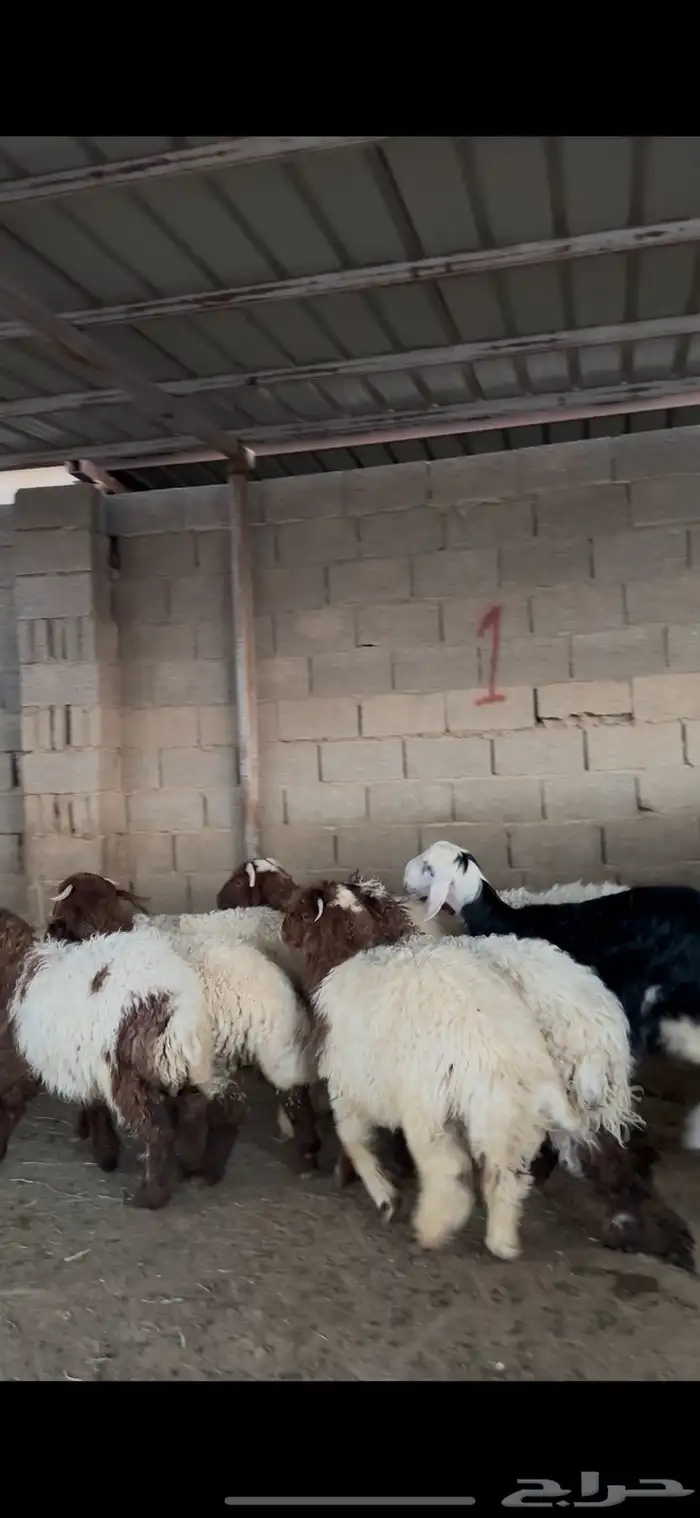 ذبايح نعيمي ونجدي وسواكني الخرج 4