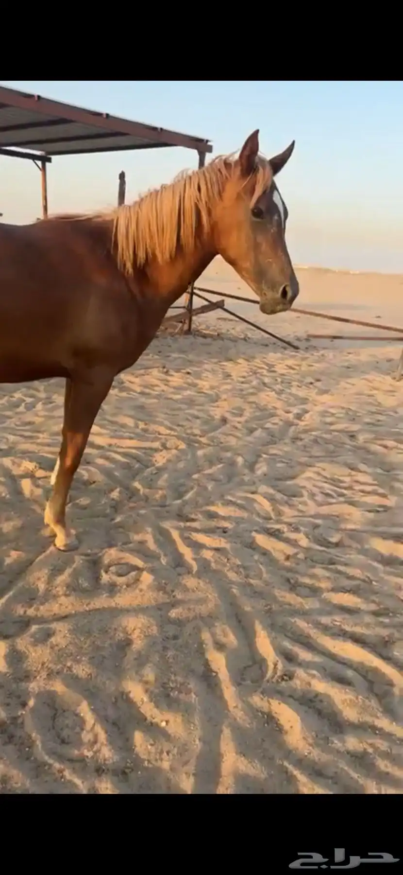 مهره عمرها 3سنوات معسوفه 0
