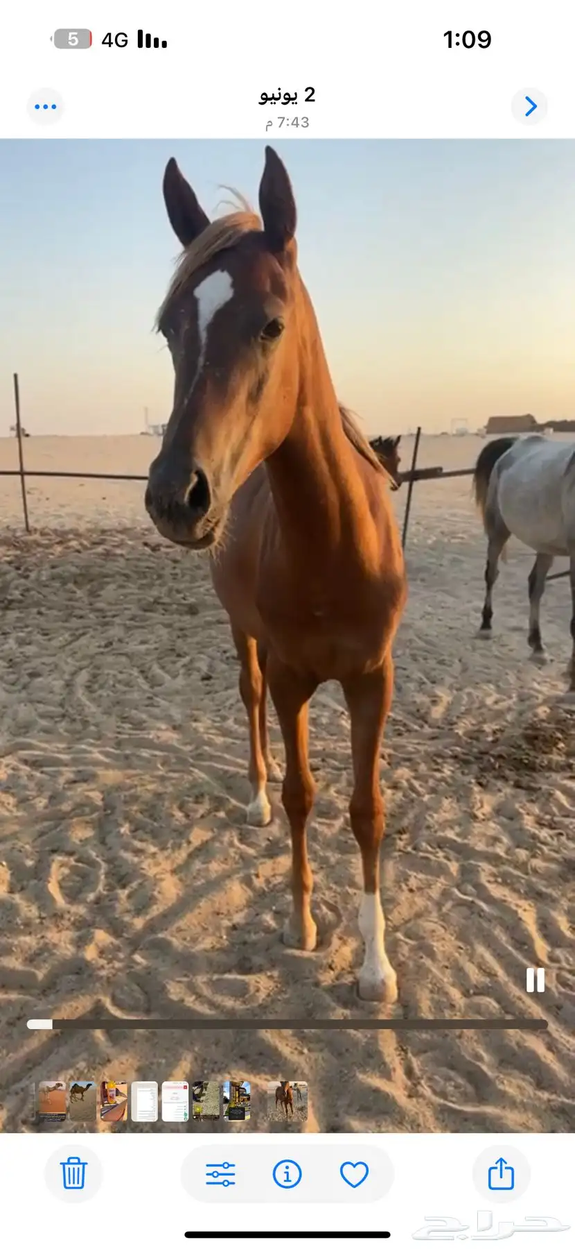 مهره عمرها 3سنوات معسوفه 2