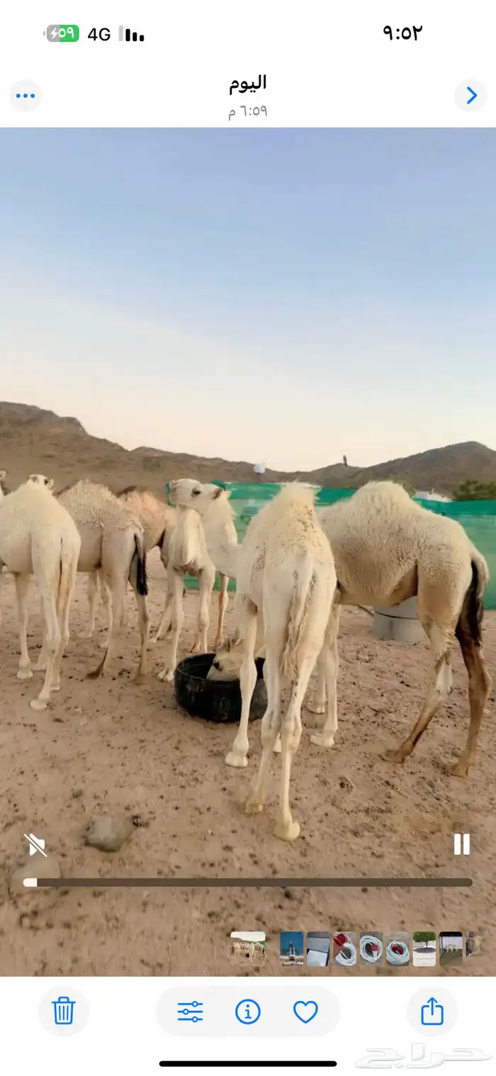 قعدان تربيه للمناسبات والزواجات 0