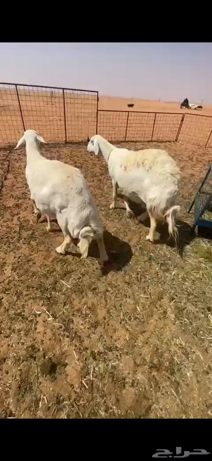 حريات جرم وجباره ماشاءالله 5