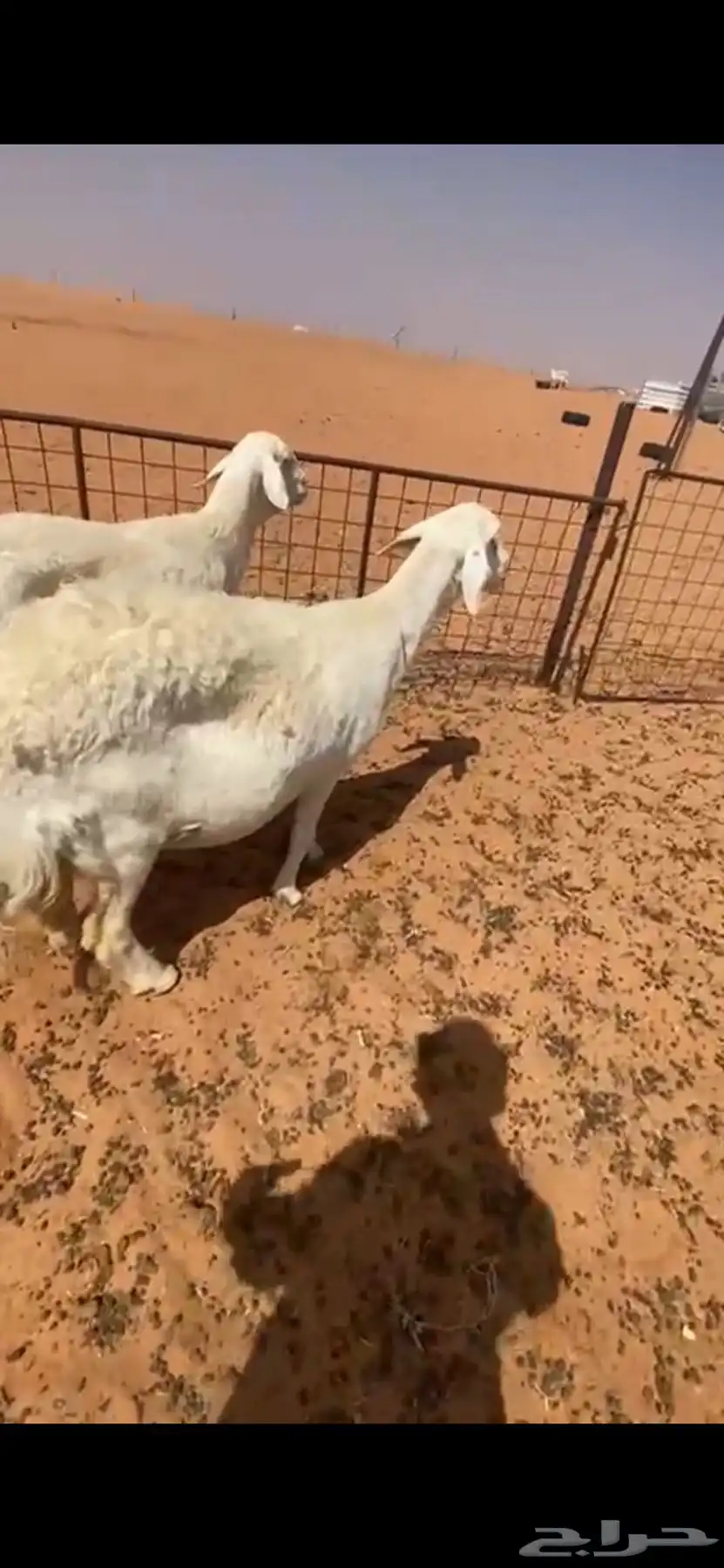 حريات جرم وجباره ماشاءالله 1