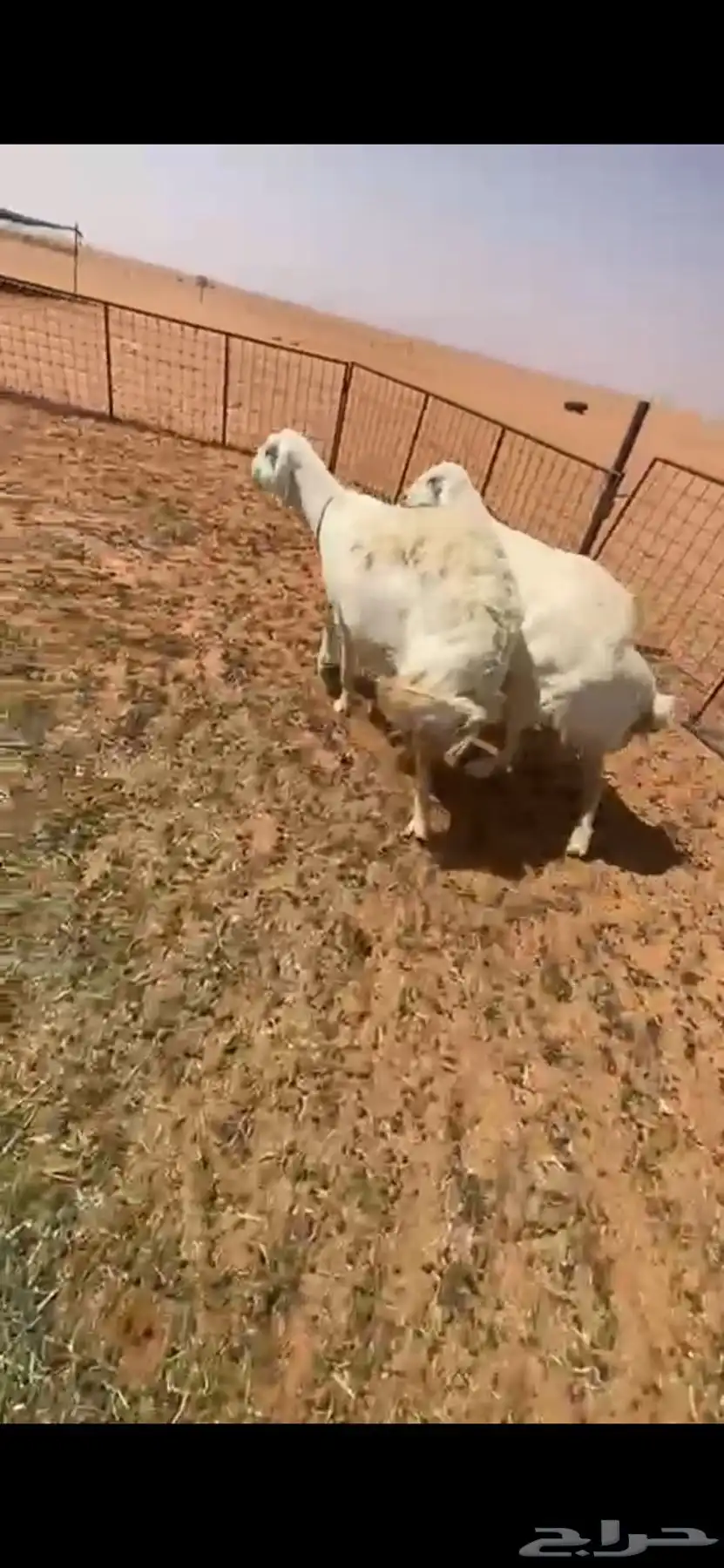 حريات جرم وجباره ماشاءالله 2